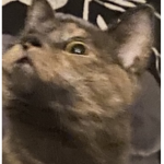 Hi name jeff