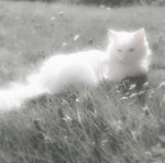 【 kittens 】