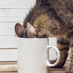Milo's Kitty Cafe