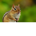 Squirrel Fan Group!