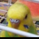 Easy Obby (TURKİSH)