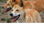 Da wild dogz