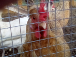 Finny's Chicks!