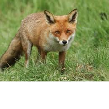 fox game 