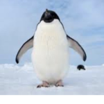 Penguins 100000