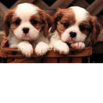 The Cute Puppy Club