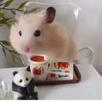 ʜᴀᴍsᴛᴇʀ ᴅᴀʏ