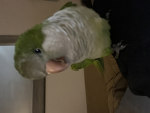 Small Dino nuggets