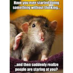 Rat City (Released) (On Land Edition)