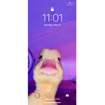 Duck group but it’s something