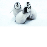 Puinguin united