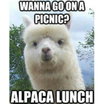 LLAMA attack BCO