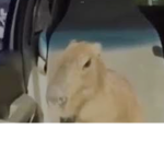 Capybara team group :)