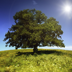 Must worship trees