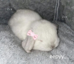 eepybwbys