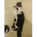 Cat Gang Gang