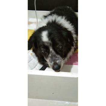 Rest in Peace, My babyxx. (Pet name tags)