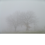 #FOG SQUAD