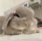 ୨foster୧