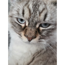 Cat's Nextbot