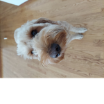 The dog frenids