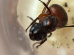 Kentucky ants fan group