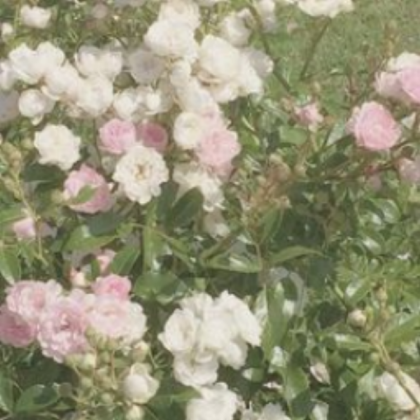 [COTTAGE CORE] pretty flowers Roblox decal