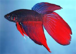 Betta Fish