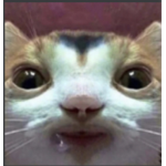 TroleeG