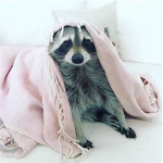 The raccoons!