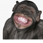 The cool monkey kids
