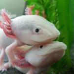 _Axolotl Friends_