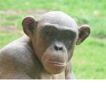 Chimpanzee's