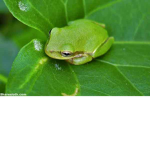 Frogs Only :D