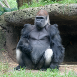 Gorilla Bar Studios