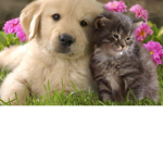 Cat_Dog People