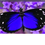 {Butterfly Team}