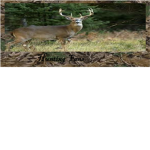 Hunting Fans