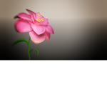BloomingFlowerz