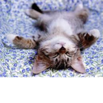 Kitty Lovers Only!