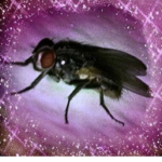 kiIIcore