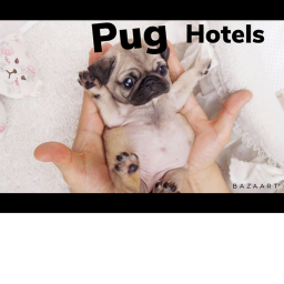 Pug Hotel