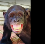 If you love, monkey join