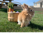 This is a Puppies #####