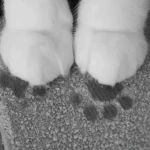 'envied Group Thumbnail