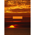 The Real Sunset Roses Sunset Squad