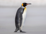 Penguinssuii