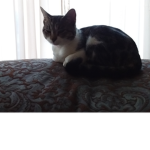Hello i am a kitten what are u?