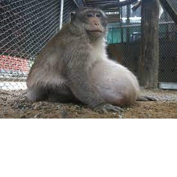 Monke Training