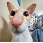 Womf